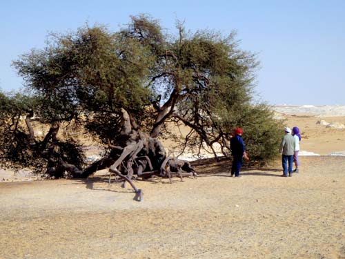 Wueste2009 (56)